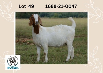 WITHDRAWN - 1X BOER GOAT DOE RONWIL BOERBOKSTOET