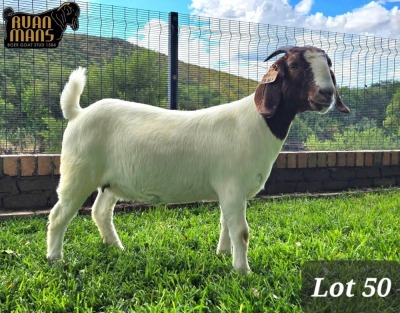 1X BOER GOAT PREGNANT FLOCK 48-540 DOE RUAN MANS BOER GOAT STUD