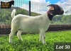 1X BOER GOAT PREGNANT FLOCK 48-540 DOE RUAN MANS BOER GOAT STUD - 2