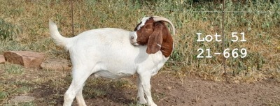 WITHDRAWN - 1X BOER GOAT DOE SPITSKOP BOERGOAT STUD