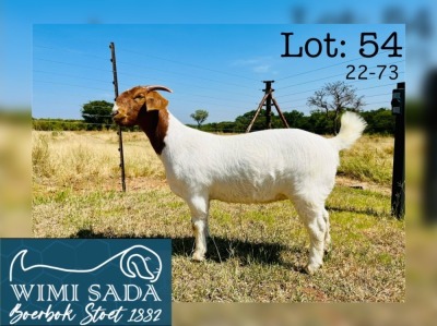 1X BOER GOAT STUD 48-323 DOE WIMI SADA BOERBOK STOET