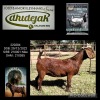 1X KALAHARI RED STUD 48-318 DOE DHIDEJAK KALAHARI REDS