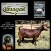 1X KALAHARI RED STUD 48-316 DOE DHIDEJAK KALAHARI REDS