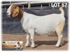 1X BOER GOAT STUD 48-322 DOE BENCHMARK BOERBOKSTOET