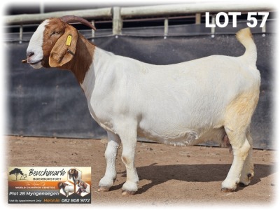 1X BOER GOAT STUD 48-322 DOE BENCHMARK BOERBOKSTOET