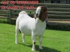 WITHDRAWN - 1X BOER GOAT DOE SHONGOLOLO BOERBOK STOET 1563 - 2