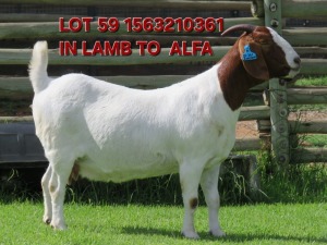 1X BOER GOAT PREGNANT FLOCK 48-492 DOE SHONGOLOLO BOERBOK STOET 1563