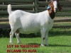 1X BOER GOAT PREGNANT FLOCK 48-492 DOE SHONGOLOLO BOERBOK STOET 1563 - 2