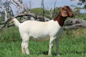 1X BOER GOAT PREGNANT FLOCK 48-513 ON TEATS DOE SHEKINAH BOER GOAT STUD