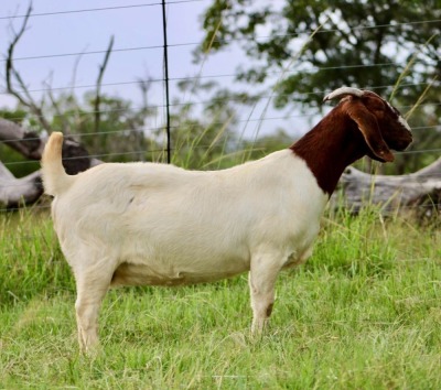 1X BOER GOAT PREGNANT FLOCK 48-512 DOE SHEKINAH BOER GOAT STUD