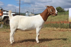 WITHDRAWN - 1X BOER GOAT DOE FERANDE BOERBOKSTOET