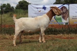 WITHDRAWN - 1X BOER GOAT DOE FERANDE BOERBOKSTOET