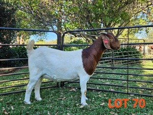 WITHDRAWN - 1X BOER GOAT DOE BOK BOK BOERDERY STUD