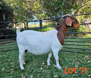 WITHDRAWN - 1X BOER GOAT DOE BOK BOK BOERDERY STUD