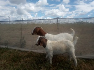 1+1X BOER GOAT PREGNANT FLOCK 48-517 DOE GOEDVOOR BOERBOKSTOET