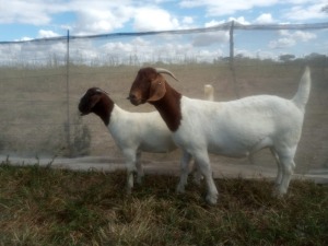 1+1X BOER GOAT PREGNANT FLOCK 48-518 DOE GOEDVOOR BOERBOKSTOET