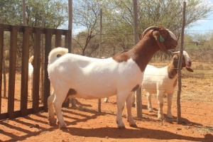 1X BOER GOAT PREGNANT FLOCK 48-498 ON COLOR DOE HARDEKOOL BOERBOK STOET 2077