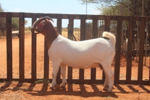 1X BOER GOAT PREGNANT FLOCK 48-497 DOE HARDEKOOL BOERBOK STOET 2077