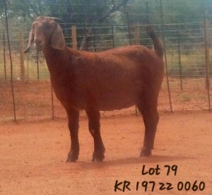 1X KALAHARI RED DOE JAZETT GENETICS KALAHARI REDS AND BOERGOAT STUD