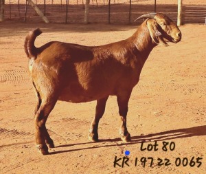 1X KALAHARI RED DOE JAZETT GENETICS KALAHARI REDS AND BOERGOAT STUD