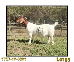 1X BOER GOAT PREGNANT FLOCK 48-530 DOE LOURON BOERBOK STOET