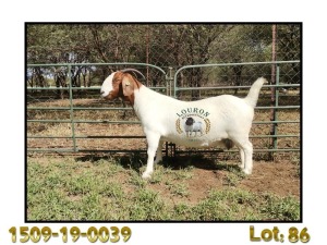 1X BOER GOAT PRREGNANT STUD 48-330 DOE LOURON BOERBOK STOET