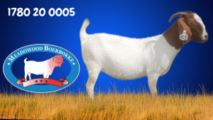 WITHDRAWN - 1X BOER GOAT DOE MEADOWOOD BOERBOKSTOET