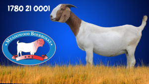 1X BOER GOAT FLOCK 48-525 DOE MEADOWOOD BOERBOKSTOET