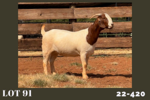 1X BOER GOAT FLOCK 48-515 DOE MILAMIEK BOERBOKSTOET