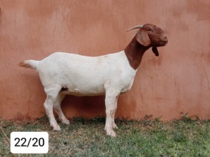 WITHDRAWN - 1X BOER GOAT DOE N&G FOURIE STOET