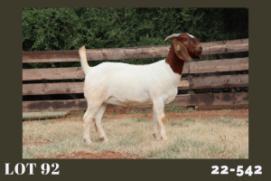 WITHDRAWN - 1X BOER GOAT DOE MILAMIEK BOERBOKSTOET