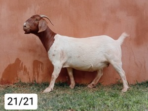 WITHDRAWN - 1X BOER GOAT DOE N&G FOURIE STOET