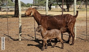 1X KALAHARI RED FLOCK 48-511 DOE POEN DE BRUYN STOET