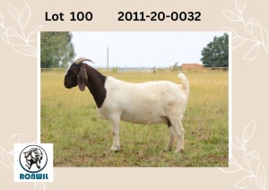 WITHDRAWN - 1X BOER GOAT DOE RONWIL BOERBOKSTOET