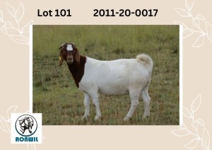 WITHDRAWN - 1X BOER GOAT DOE RONWIL BOERBOKSTOET