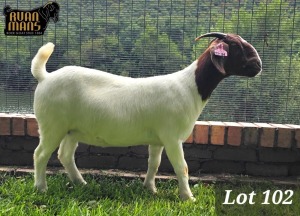 1X BOER GOAT FLOCK 48-539 DOE RUAN MANS BOER GOAT STUD