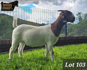 1X BOER GOAT FLOCK 48-541 DOE RUAN MANS BOER GOAT STUD