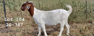 WITHDRAWN - 1X BOER GOAT DOE SPITSKOP BOERGOAT STUD