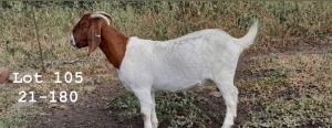 WITHDRAWN - 1X BOER GOAT DOE SPITSKOP BOERGOAT STUD