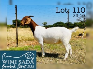 1X BOER GOAT PREGNANT STUD 48-324 DOE WIMI SADA BOERBOK STOET