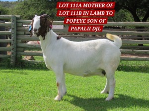 1X BOER GOAT PREGNANT FLOCK 48-493 DOE SHONGOLOLO BOERBOK STOET 1563