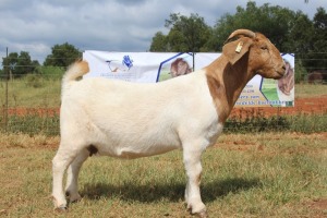 WITHDRAWN - 1X BOER GOAT DOE FERANDE BOERBOKSTOET