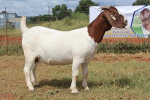 WITHDRAWN - 1X BOER GOAT DOE FERANDE BOERBOKSTOET