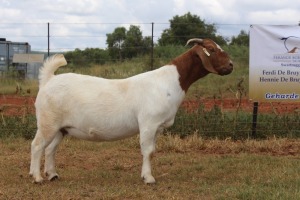 1X BOER GOAT PREGNANT FLOCK 42-197 DOE FERANDE BOERBOKSTOET