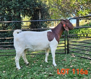 1X BOER GOAT PERGNANT FLOCK 42-280 DOE BOK BOK BOERDERY STUD