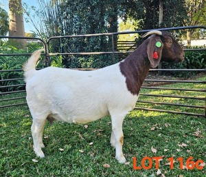 WITHDRAWN - 1X BOER GOAT DOE BOK BOK BOERDERY STUD