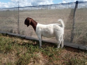 1X BOER GOAT STUD 48-329 DOE GOEDVOOR BOERBOKSTOET