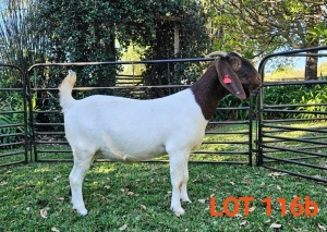 WITHDRAWN - 1X BOER GOAT DOE BOK BOK BOERDERY STUD