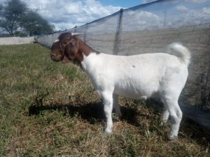 1X BOER GOAT PREGNANT FLOCK 48-520 DOE GOEDVOOR BOERBOKSTOET