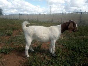 WITHDRAWN - 1X BOER GOAT DOE GOEDVOOR BOERBOKSTOET